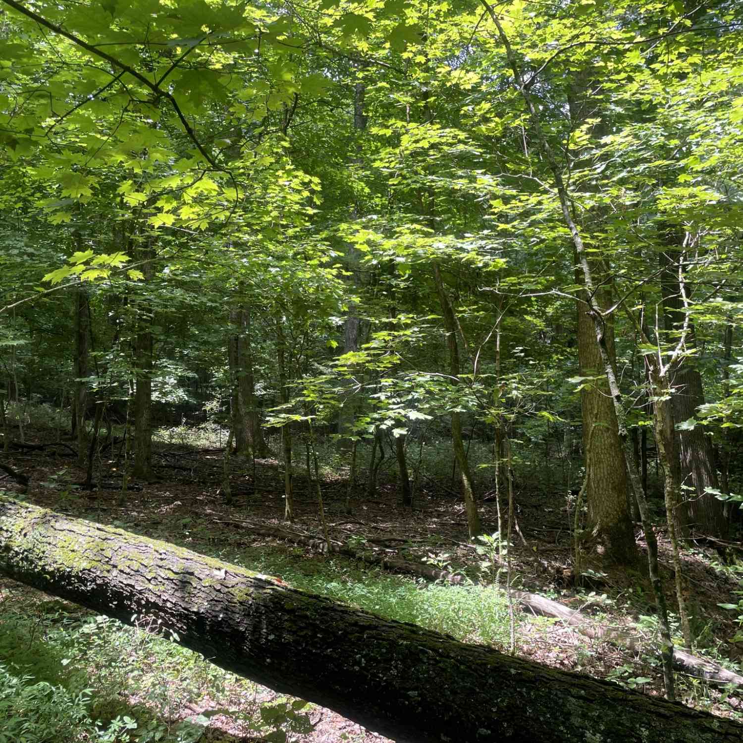 Vacant Land For Sale - 1535 Mount Olivet Rd<br/> Sumner County County, Hendersonville, TN 37075
