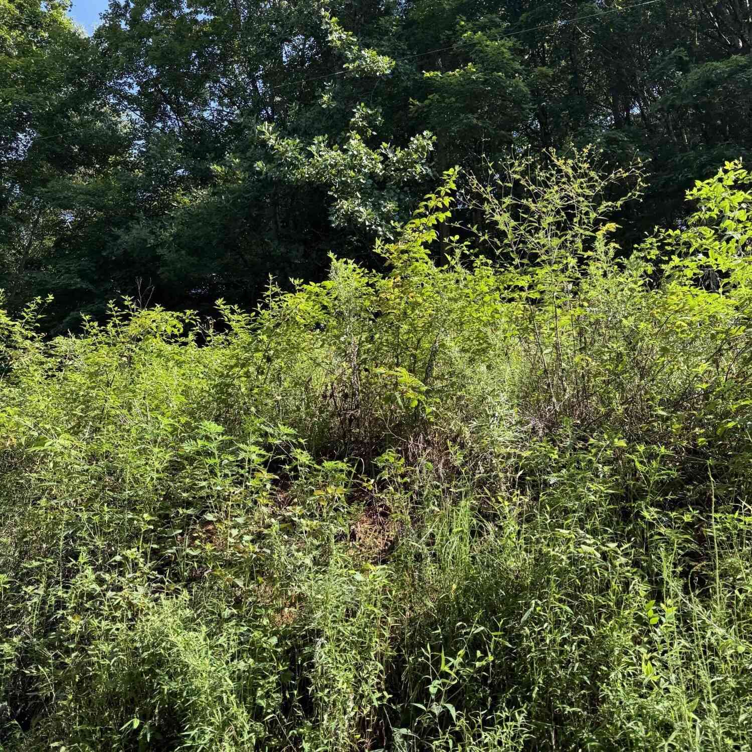 Vacant Land For Sale - 115 Hughes Hollow Road<br/> Roane County, Ten Mile, TN 37880