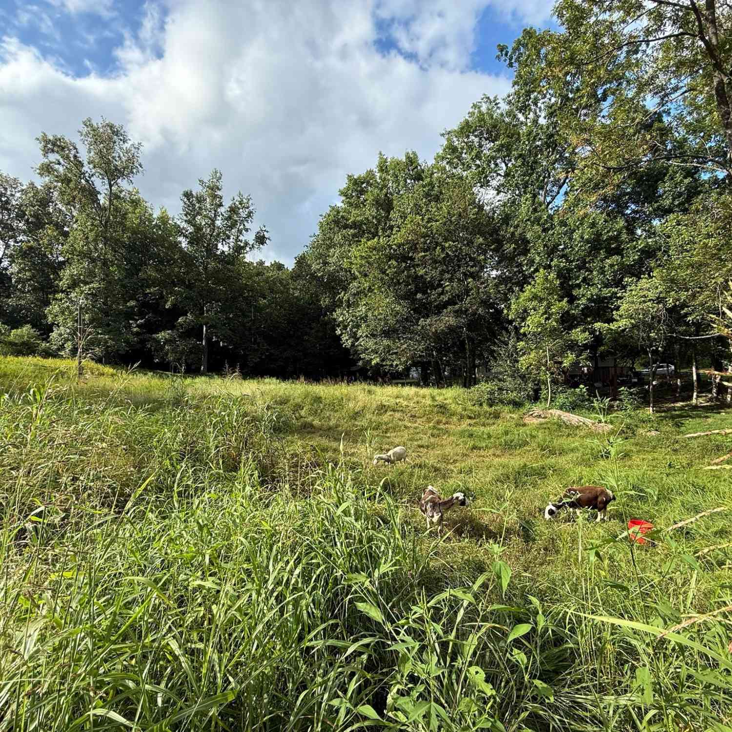 Vacant Land For Sale - 300 Lee Dr<br/> Ohio County, Beaver Dam, KY 42320