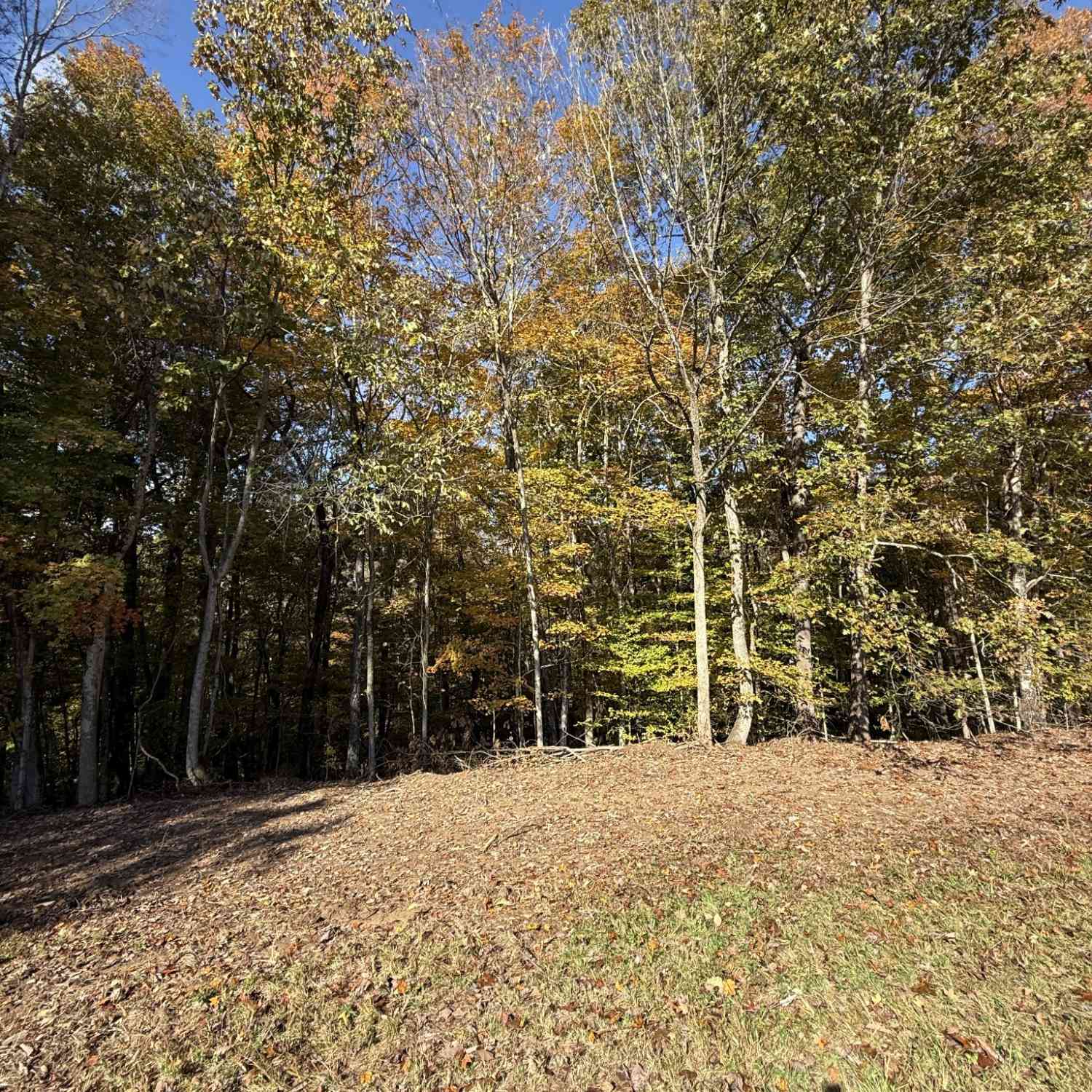 Vacant Land For Sale - Collins Road<br/> Allons, TN 38541