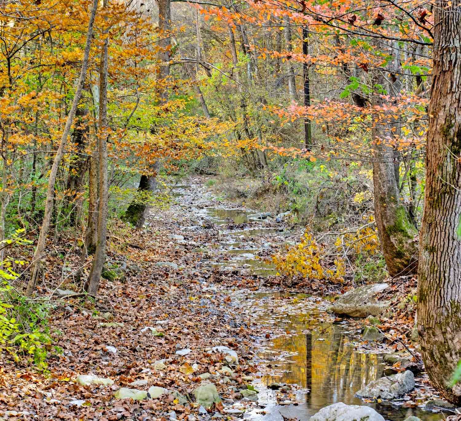 Vacant Land For Sale - Rock House Hollow Road<br/> Sumner County County, Westmoreland, TN 37186