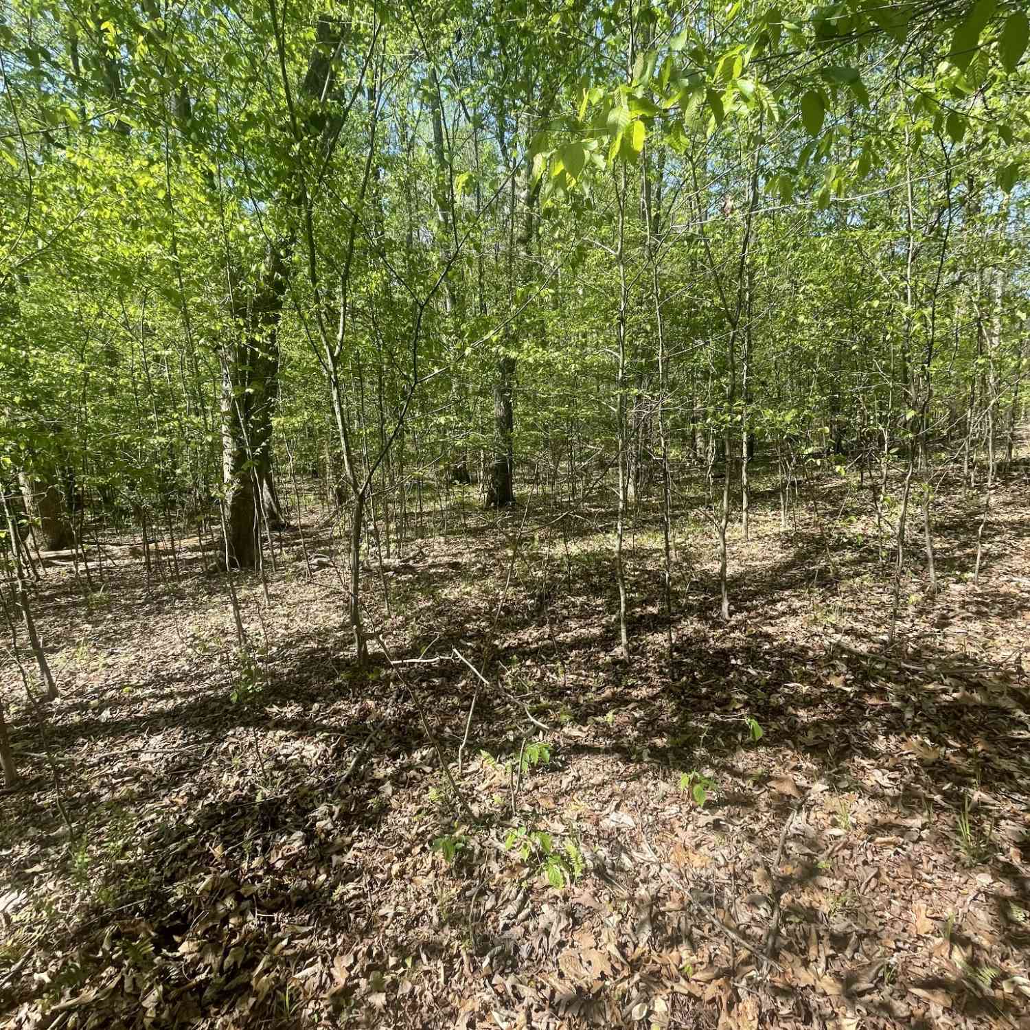 Vacant Land For Sale - 389 Excalibur Trl<br/> Cedar Grove, TN 38321