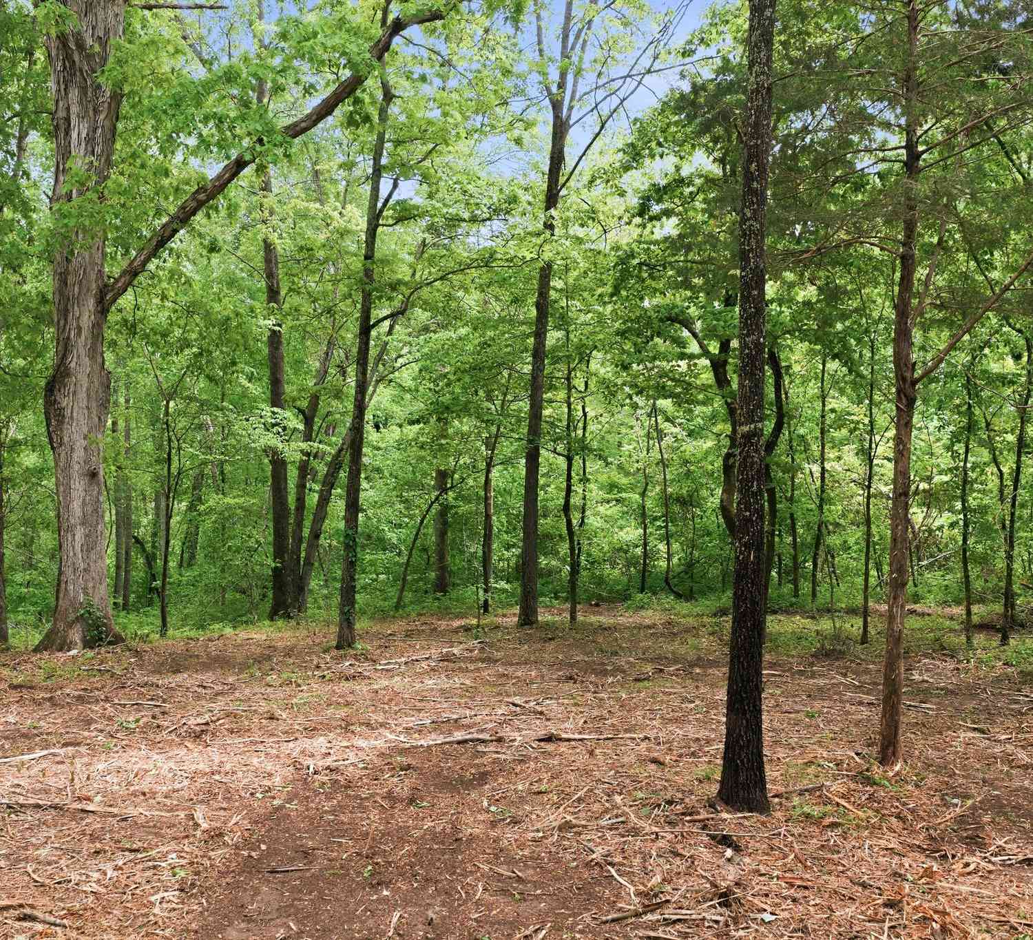 Vacant Land For Sale - Willow Springs Road<br/> Lyles, TN 37098