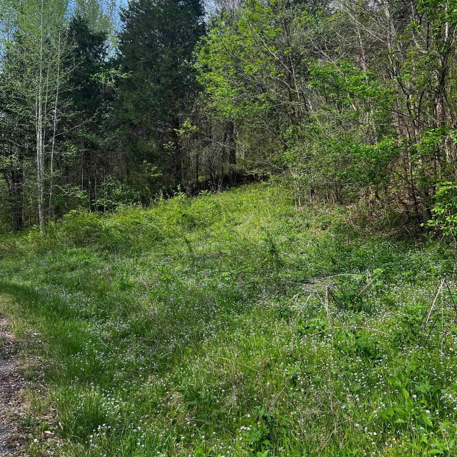 Vacant Land For Sale - Weber Lane<br/> Celina, TN 38551