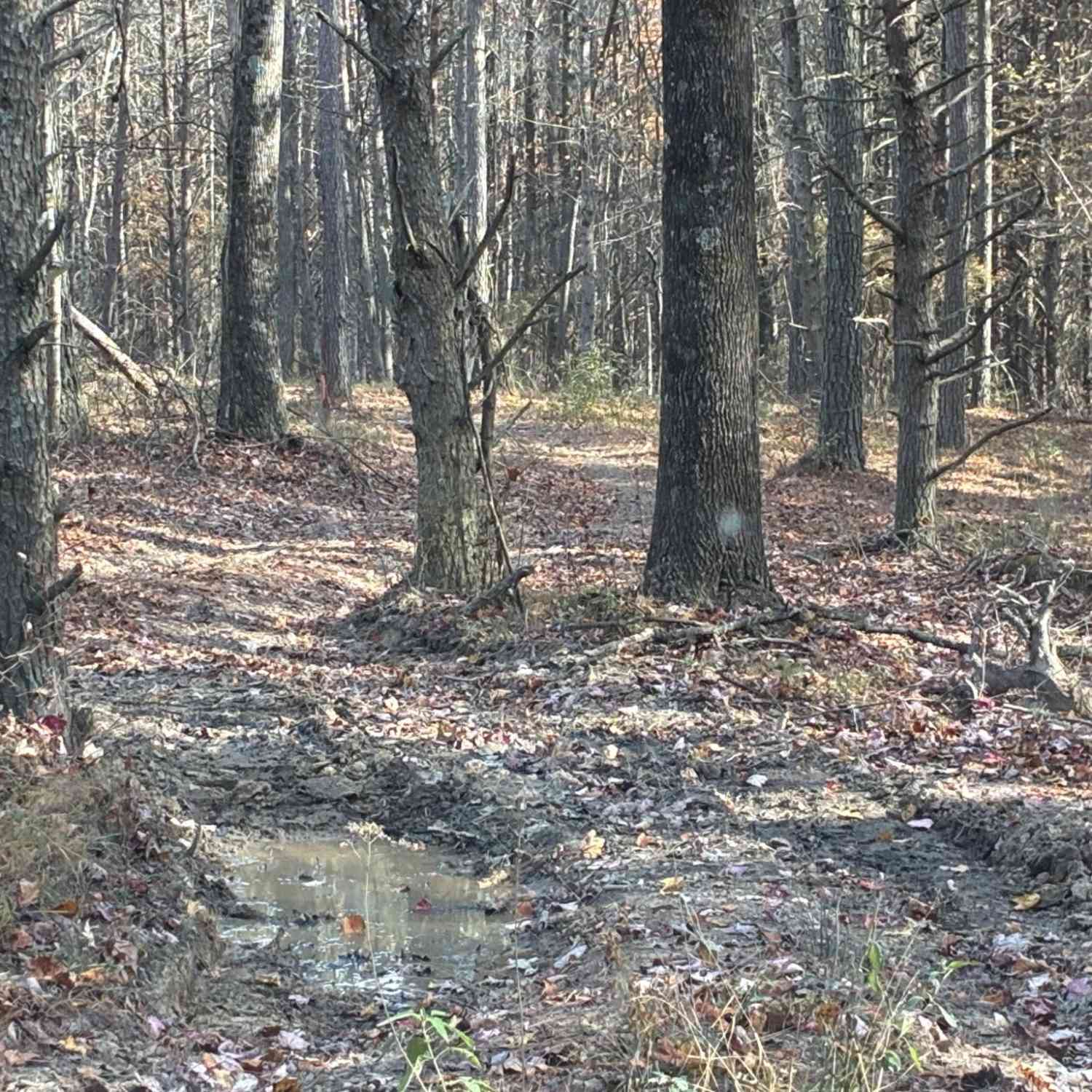 Vacant Land For Sale - 360 Bootleg Bend<br/> Marion County County, Guild, TN 37340