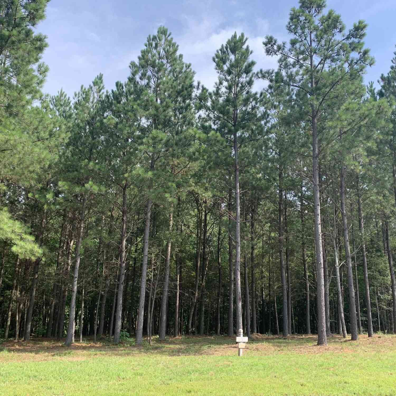 Vacant Land For Sale - 5140 Crockett<br/> Jasper, TN 37347