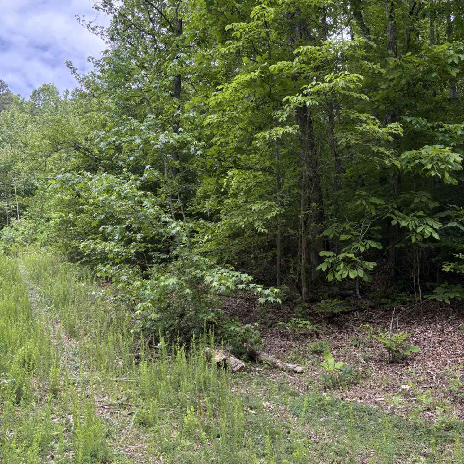 Vacant Land For Sale - 225 Hollow Road<br/> Whitwell, TN 37397