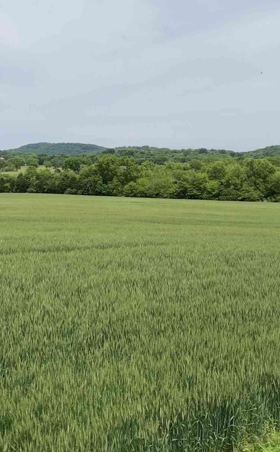 Vacant Land For Sale - 513 Suzanne Way<br/> Sumner County County, Bethpage, TN 37022
