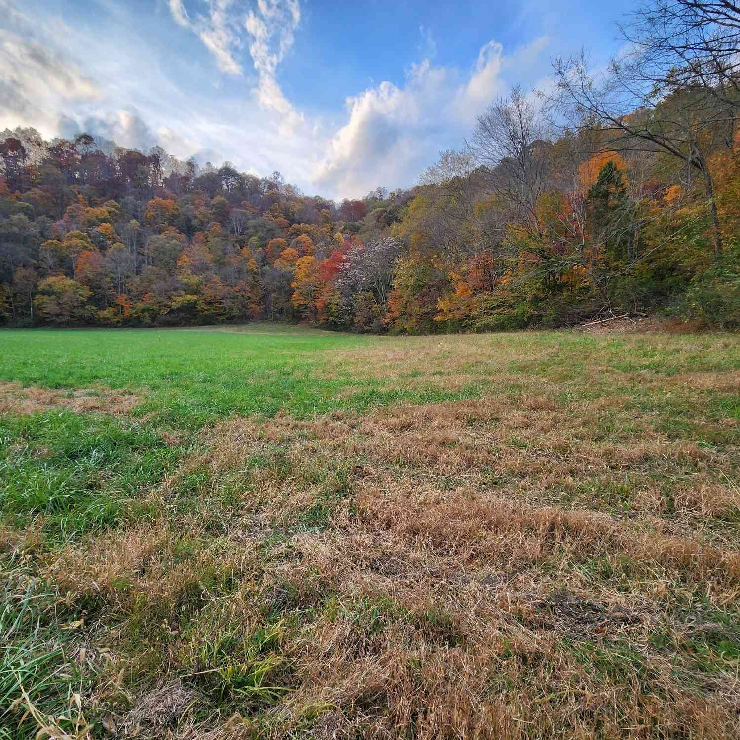 Vacant Land For Sale - Pine Lick Rd<br/> Whitleyville, TN 38588