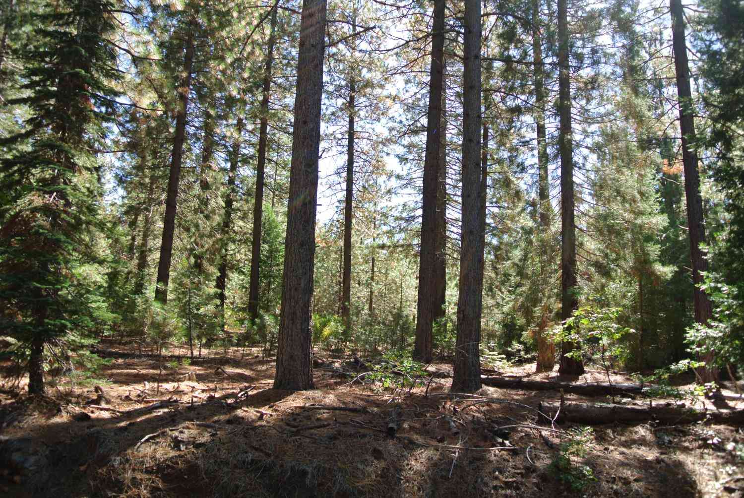 Vacant Land For Sale - Foresthill Road<br/> Placer County, Foresthill, CA 95631