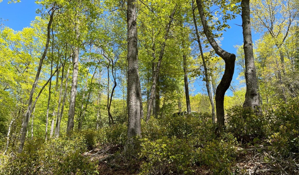 000 Orchard View Trail, Spruce Pine, North Carolina image 11