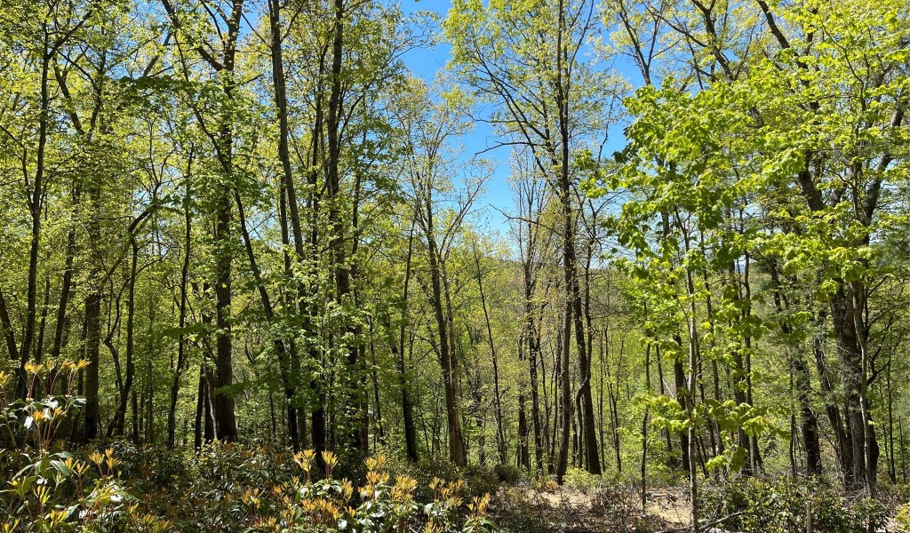 000 Orchard View Trail, Spruce Pine, North Carolina image 19