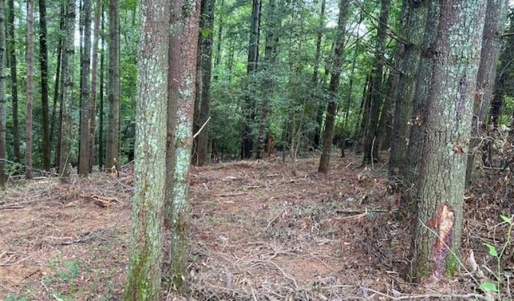 39 Acorn Lane, Pisgah Forest, North Carolina image 4