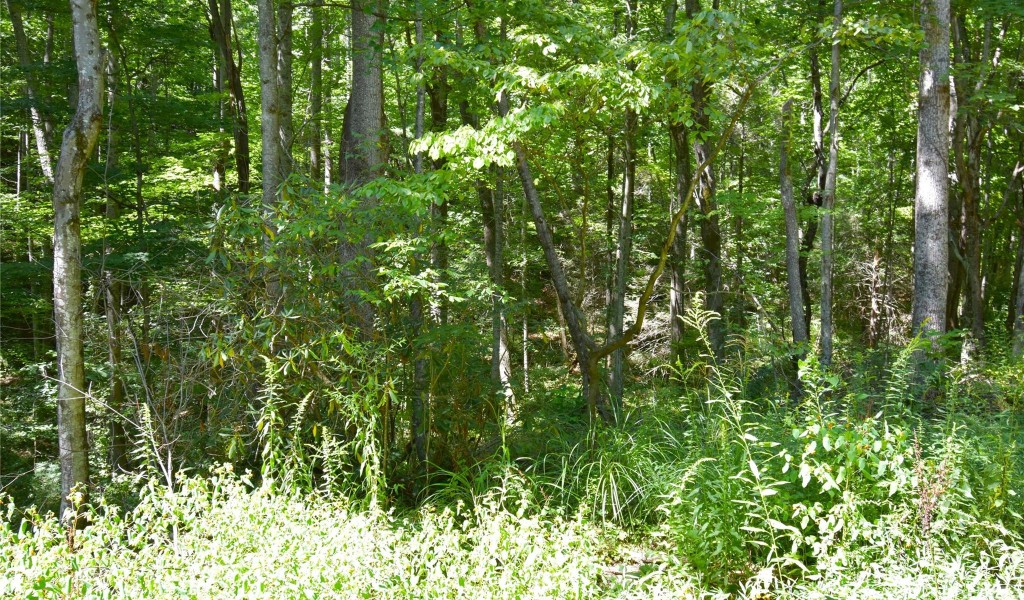 Sweetwood Trail, Black Mountain, North Carolina image 6
