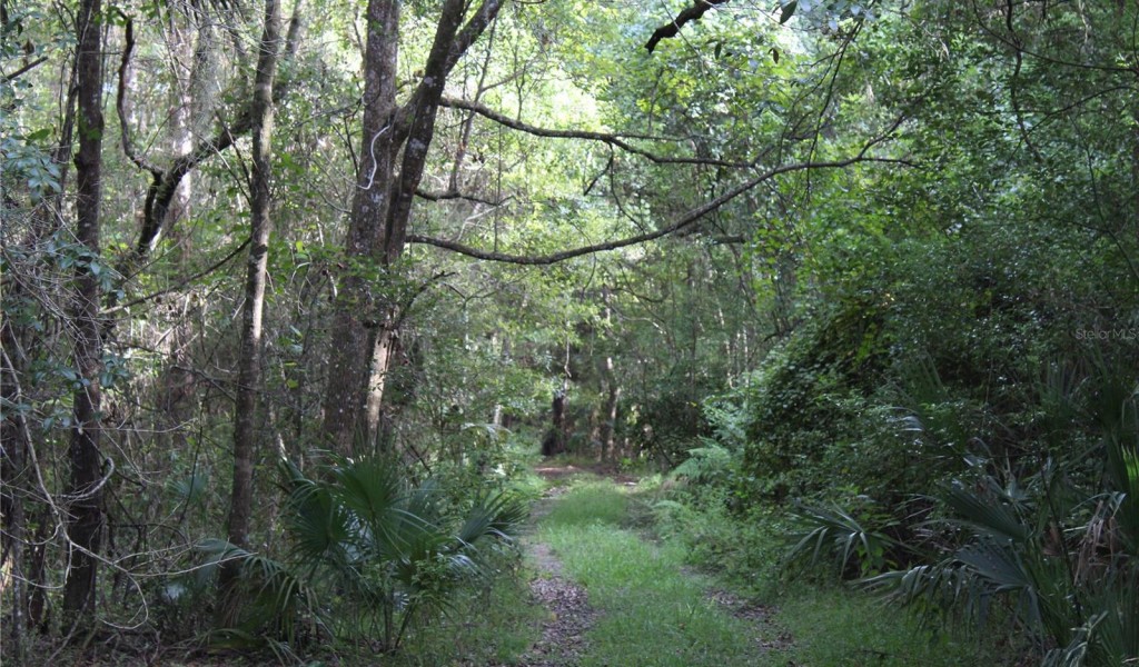 350 Purdom Cemetery Road, PIERSON, Florida image 44