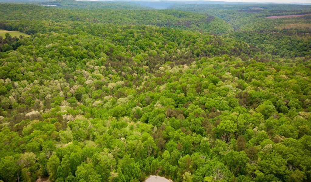 Rock Creek Tr, Signal Mountain, Tennessee image 14