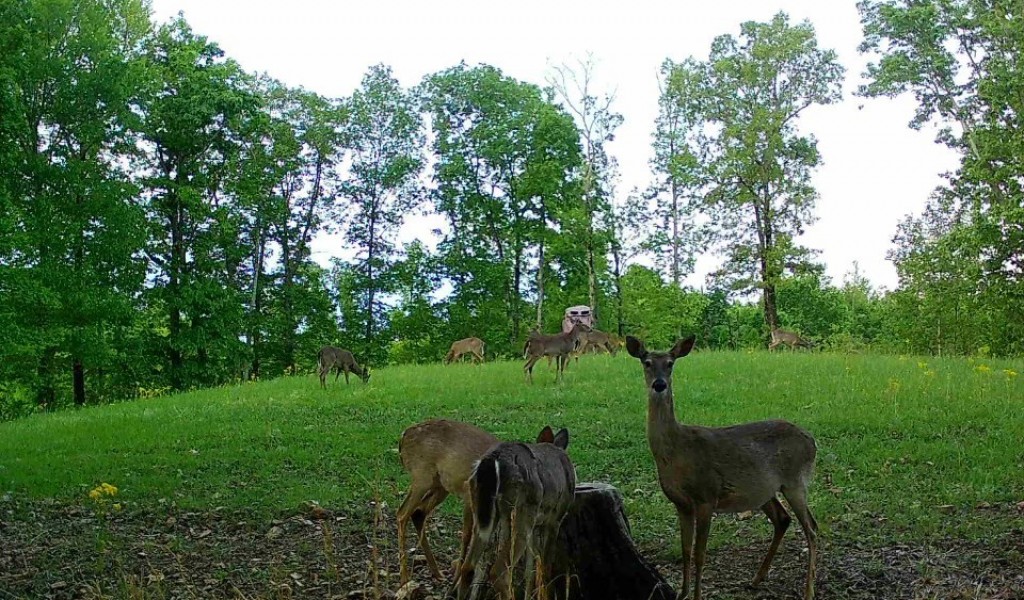 340 Elk Drive, Lobelville, Tennessee image 15