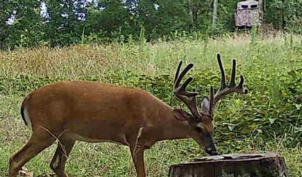 340 Elk Drive, Lobelville, Tennessee image 7