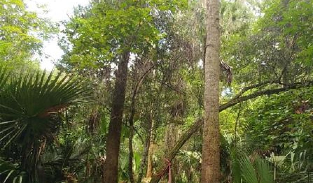 Hibiscus Lane, DELTONA, Florida image 14